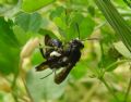 Andrena pilipes
